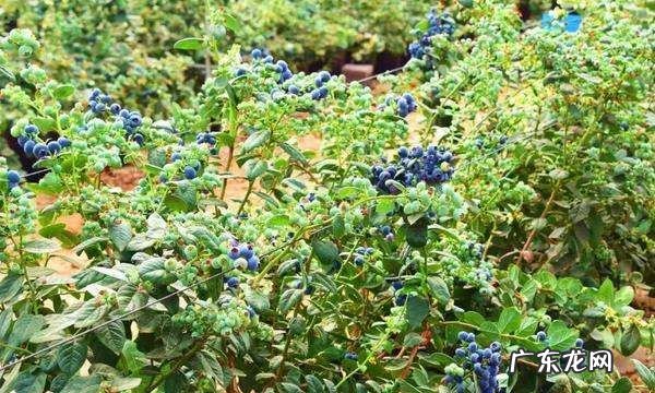 怎么给蓝莓幼苗上肥料,蓝莓怎么施肥用什么肥料最好