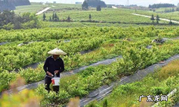 怎么给蓝莓幼苗上肥料,蓝莓怎么施肥用什么肥料最好