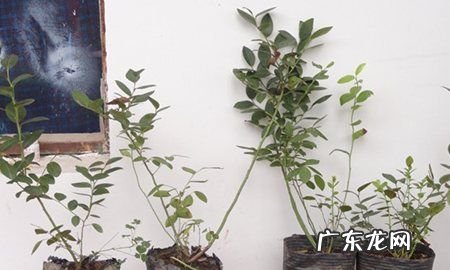 怎么给蓝莓幼苗上肥料,蓝莓怎么施肥用什么肥料最好