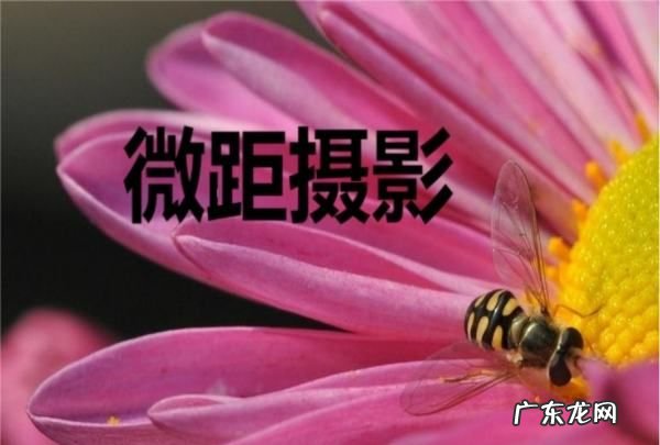 什么是微距摄影,相机里的超微距功能是什么意思