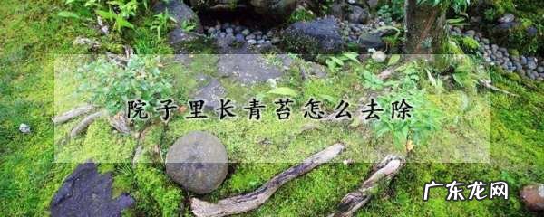 院子里长青苔怎么去除,下雨天地上的青苔怎么去掉