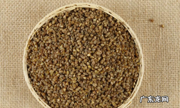 荞麦有苦味,苦荞和荞麦是一种东西