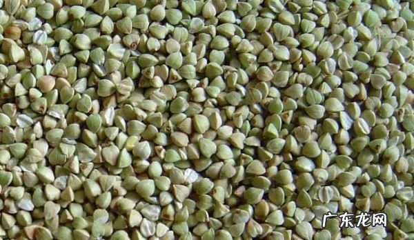 荞麦有苦味,苦荞和荞麦是一种东西