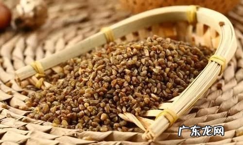 荞麦有苦味,苦荞和荞麦是一种东西