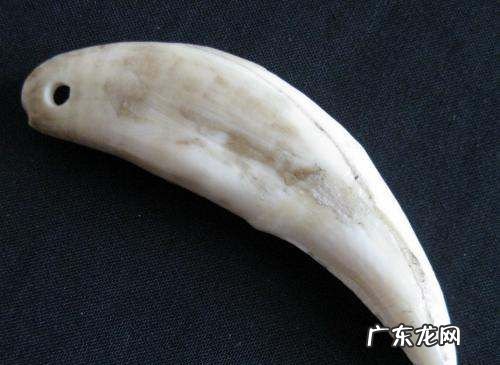 真假狼牙鉴别方法,狼牙怎么辨别真假