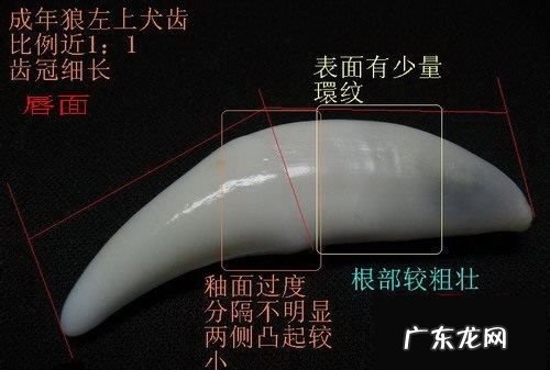 真假狼牙鉴别方法,狼牙怎么辨别真假