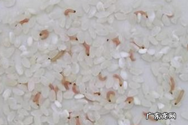 米里生虫子了还能吃,大米生虫子还能吃是黑色的虫子