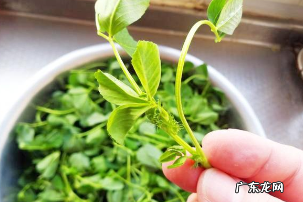 草头怎么炒的嫩又好吃,草头怎么炒好吃有秘诀
