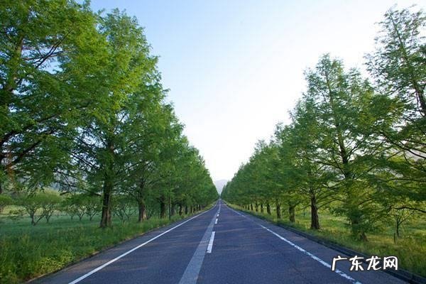 绿化芒果能吃,绿化芒可以吃不