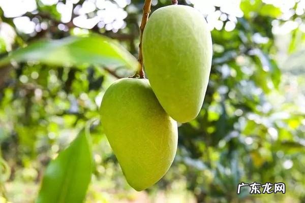 绿化芒果能吃,绿化芒可以吃不