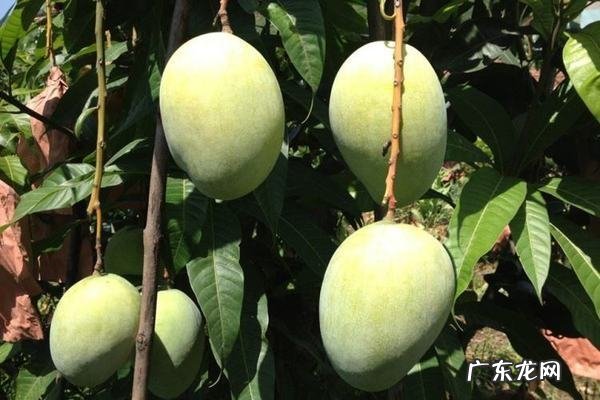 绿化芒果能吃,绿化芒可以吃不