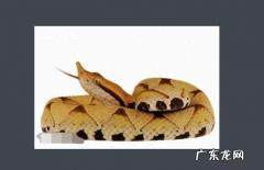 五步蛇有毒吗,五步蛇这种动物有毒