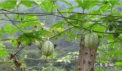 吊瓜子是什么瓜的子,吊瓜子是什么瓜的籽 吊瓜子怎么挑选