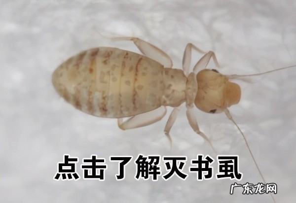 床上有书虱怎样彻底清除,怎么去除床上的书虱