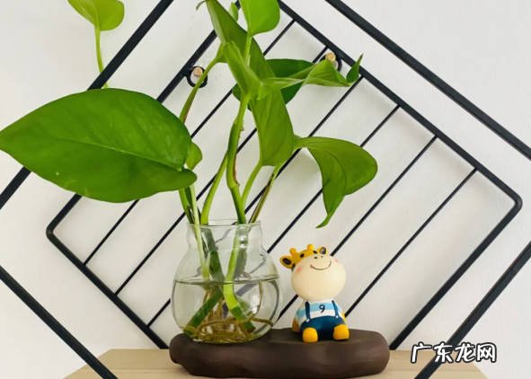 绿箩 低温下哪些花不能乱浇水