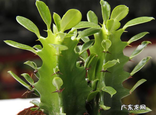 绿箩 低温下哪些花不能乱浇水