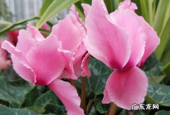 绿箩 低温下哪些花不能乱浇水