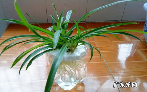 视情况而定 吊兰放在水里或在冬天能活吗
