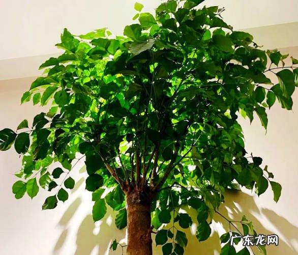 平安树 吸收废气又能添福的植物是什么