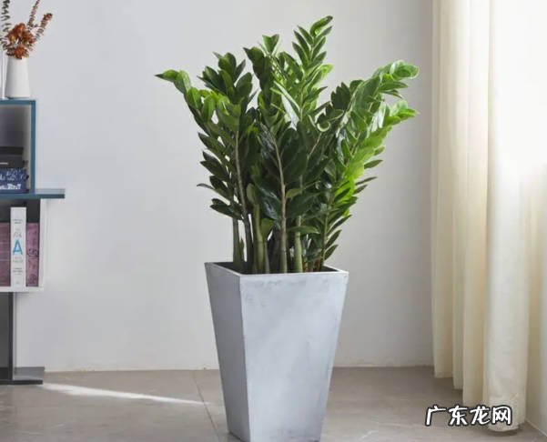 平安树 吸收废气又能添福的植物是什么