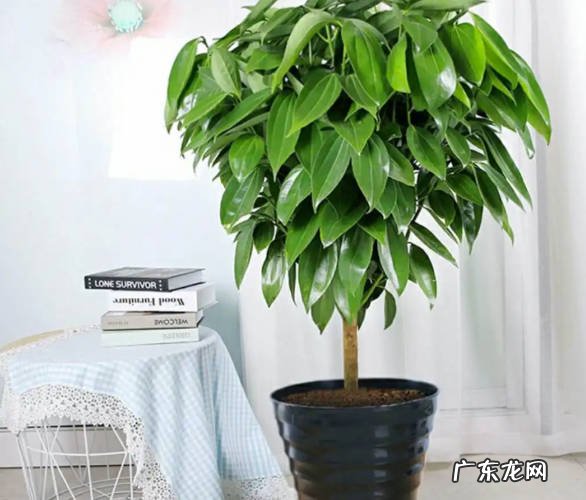 平安树 吸收废气又能添福的植物是什么