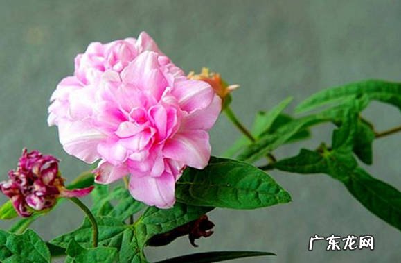 铜钱草 根部发达的无赖花有哪些