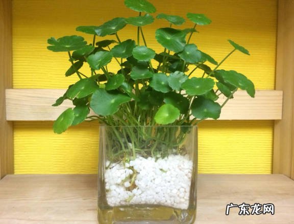 铜钱草 根部发达的无赖花有哪些