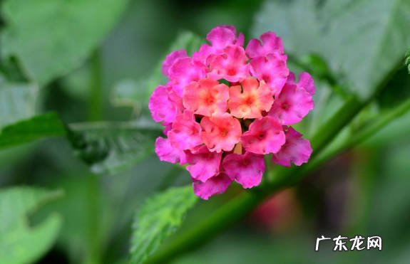 铜钱草 根部发达的无赖花有哪些