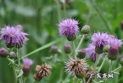 靠风传播种子的植物有哪些,靠风力传播种子的植物有什么特点