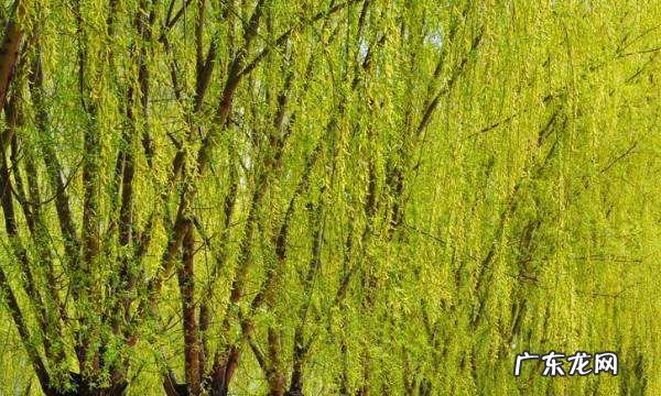 靠风传播种子的植物有哪些,靠风力传播种子的植物有什么特点