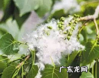 靠风传播种子的植物有哪些,靠风力传播种子的植物有什么特点