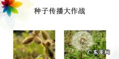 靠风传播种子的植物有哪些,靠风力传播种子的植物有什么特点