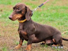 腊肠犬 口碑好的宠物犬有哪些