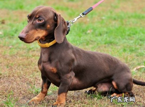 腊肠犬 口碑好的宠物犬有哪些