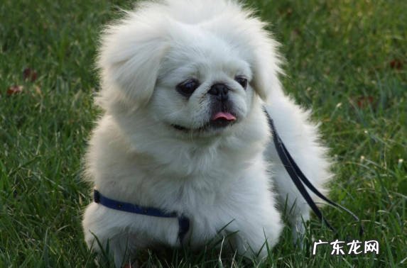 腊肠犬 口碑好的宠物犬有哪些