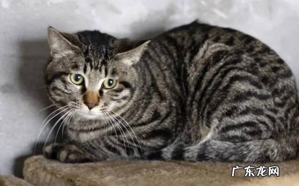 缅因猫 智商入榜的猫咪有哪些