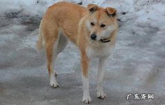 中华田园犬 哪些是优先考虑喂养的中型犬
