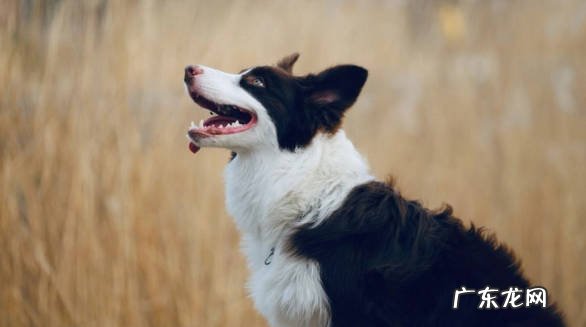 中华田园犬 哪些是优先考虑喂养的中型犬