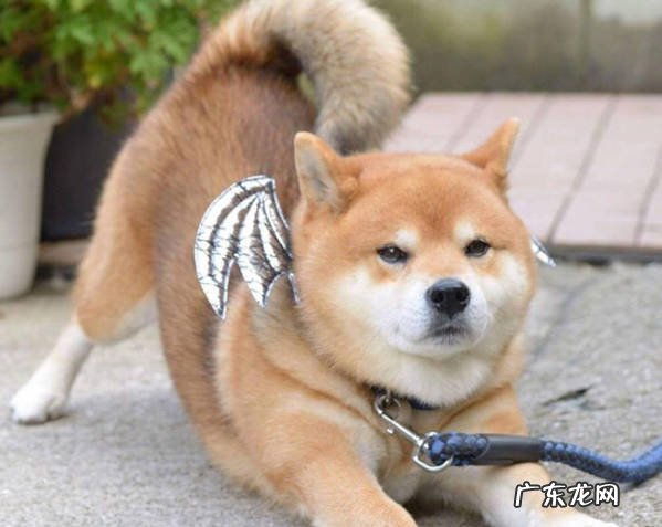 中华田园犬 哪些是优先考虑喂养的中型犬