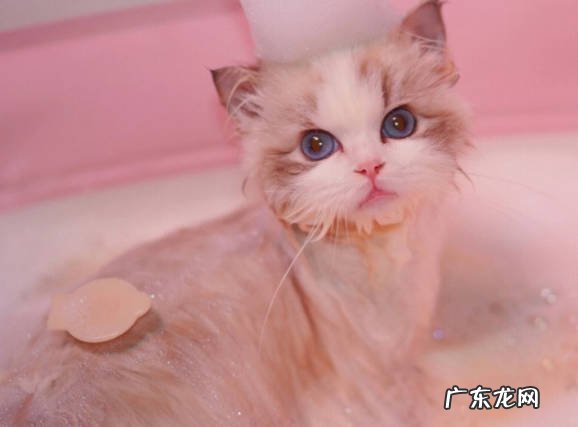 经常洗澡 哪些是布偶猫的喂养忌讳
