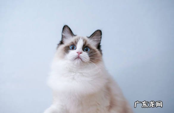 经常洗澡 哪些是布偶猫的喂养忌讳