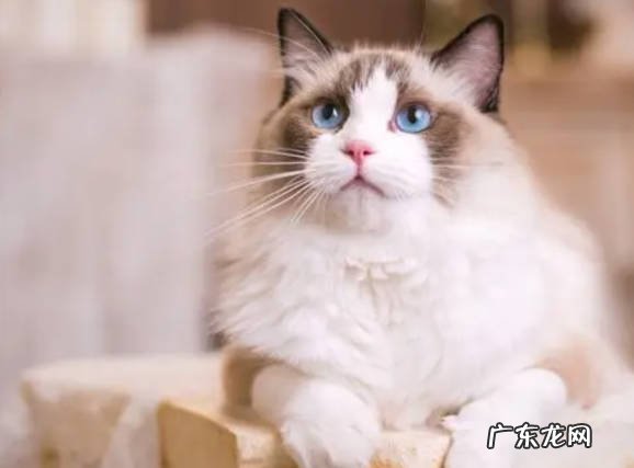 经常洗澡 哪些是布偶猫的喂养忌讳