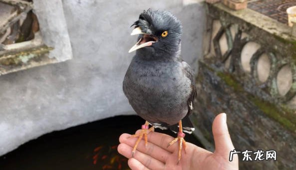 污染空气 喂养八哥的危害是什么