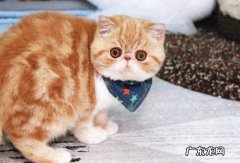 加菲猫 好脾气的猫咪有哪些