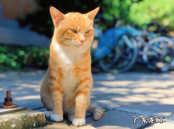 加菲猫 好脾气的猫咪有哪些