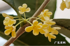 桂花怎么挑选,怎么快速的挑桂花杂质