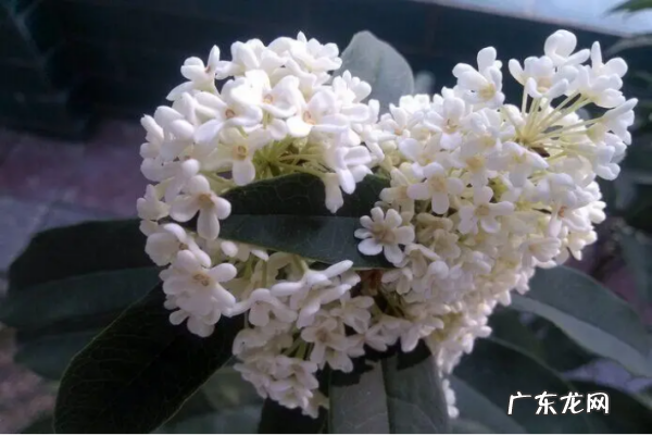 桂花怎么挑选,怎么快速的挑桂花杂质