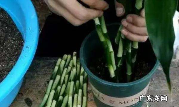 富贵竹在土里能成活,富贵竹可以用土栽培
