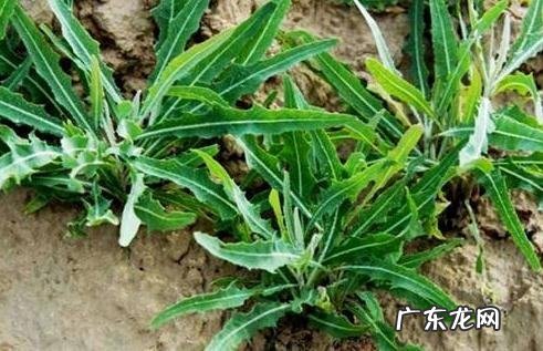 灌南苦菜的功效与作用,苦菜泡水喝的功效与禁忌