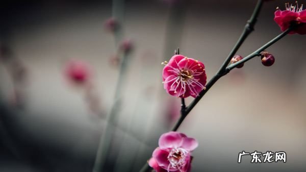 梅花施肥的技巧,花卉施肥的方法和技巧是什么